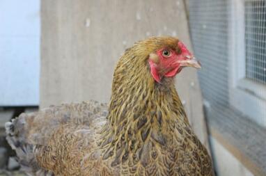 Huhn im auslauf