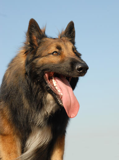 Ein gesunder erwachsener belgischer tervuren mit einem wunderschönen, dichten fell