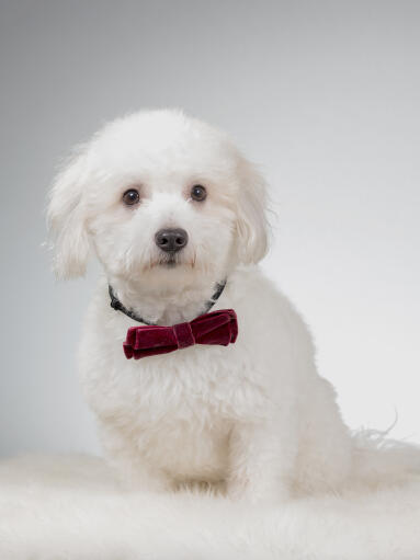 Ein flauschiges coton de tulear, das mit einer fliege süß aussieht