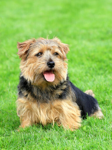 Ein ausgewachsener norfolk terrier, der sich im gras ausruht