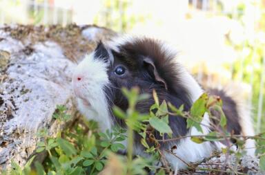 Ein weißes meerschweinchen mit schwarzen flecken in einem garten