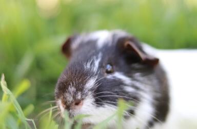 Nahaufnahme eines meerschweinchens