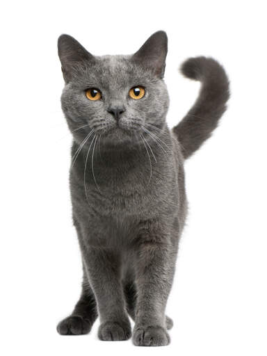 Eine glückliche chartreux-katze mit geringeltem schwanz