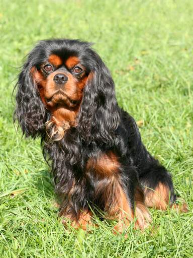 Ein schöner, schwarz-brauner cavalier king charles spaniel