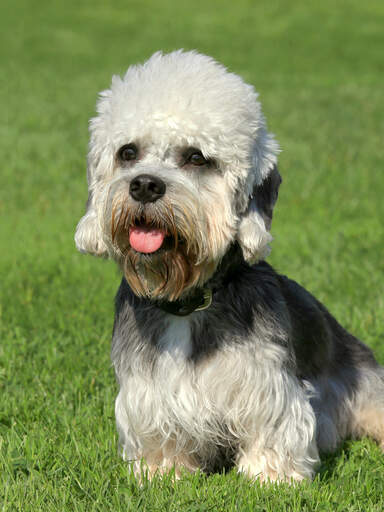 Dandy top diamond terrier