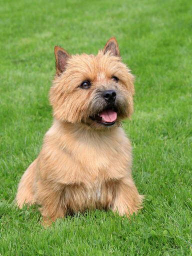 Ein norwich-terrier, der im gras sitzt und auf ein kommando wartet