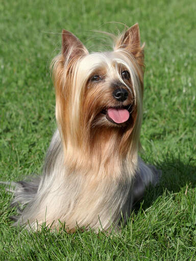Ein schöner, kleiner, langhaariger seidenterrier, der geduldig im gras sitzt