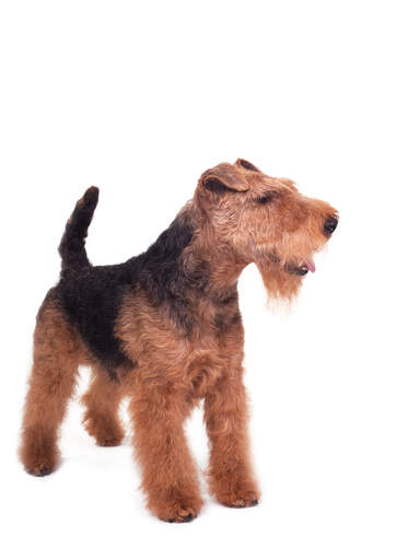 Das schöne, dichte und drahtige fell eines welsh terriers