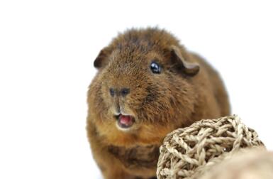 Ein kleines braunes meerschweinchen mit einem knäuel seil daneben