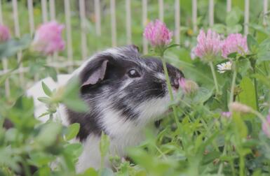 Ein meerschweinchenfoto, umgeben von vielen schönen blumen.