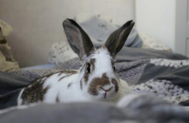 Kaninchen auf dem bett liegend