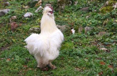 Ein weißes, flauschiges huhn im gras