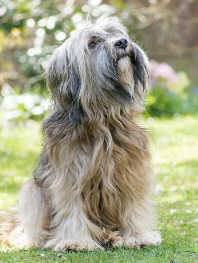 Ein wunderbarer kleiner tibetanischer terrier, der schön sitzt und auf ein kommando seines besitzers wartet