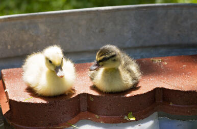 Pfützen & Pippin