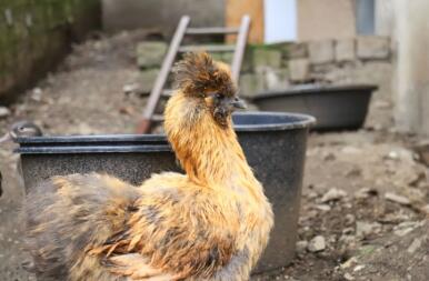 Ein braun-schwarzes huhn in einem garten