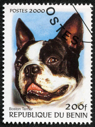 Ein boston terrier auf einer westafrikanischen briefmarke