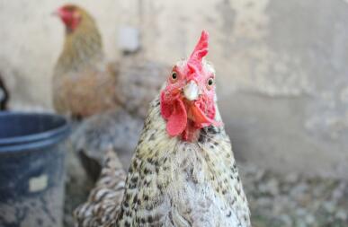 Huhn schaut in die kamera