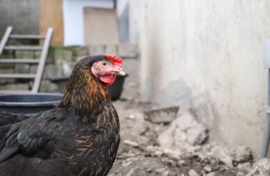 Ein huhn, das durch einen garten läuft und auf eine mauer schaut