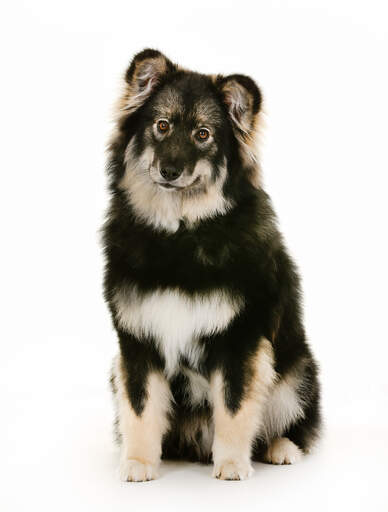 Ein reifer finnischer lapphund mit einem wunderschönen dichten fell