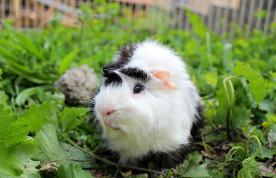 Meerschweinchen im auslauf