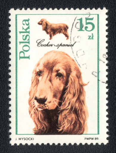 Ein cockerspaniel auf einer polnischen briefmarke