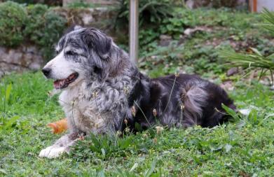 Hund liegt im garten