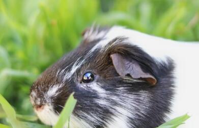 Nahaufnahme eines meerschweinchens