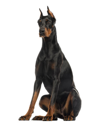 Ein reifer erwachsener dobermannpinscher, der sehr hoch sitzt