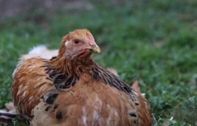 Ein huhn, das im gras sitzt