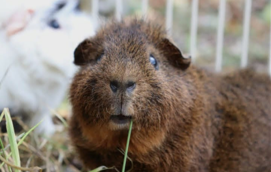 Meerschweinchen frisst gras im auslauf