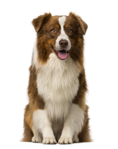 Ein sehr intelligenter brauner und weißer junger erwachsener border collie