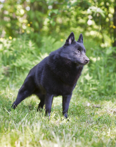 Der wunderbare schipperke steht sehr streng, bereit für sein nächstes kommando