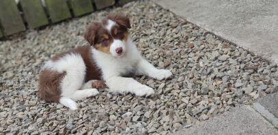 Dreifarbiger Collie in Rot und Braun. Kobi