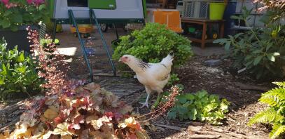 Ein weißes huhn in einem garten mit einem Eglu Cube dahinter