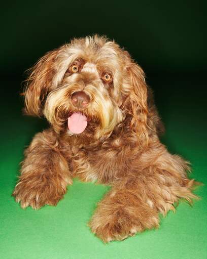 Ein otterhund mit einem fröhlichen gesicht