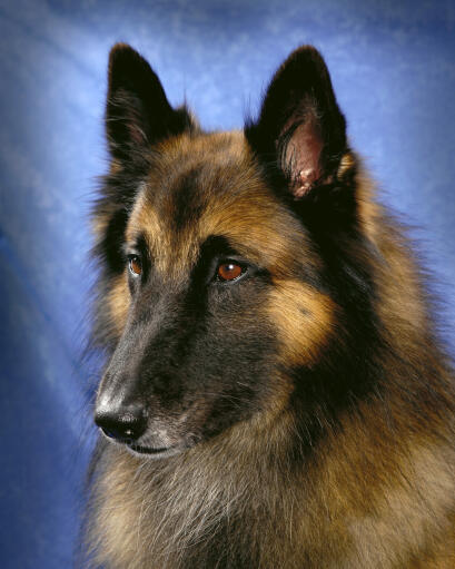 Eine nahaufnahme der schönen, langen nase und der spitzen ohren eines belgischen tervuren