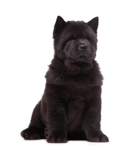 Ein hübscher, junger, schwarzer chow-chow mit großen, spitzen ohren