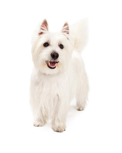 Ein sehr aufgeregter, junger west highland terrier, der aufrecht steht und spielen will