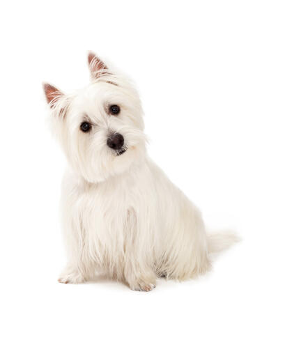 Ein neugieriger kleiner west highland terrier mit einem schönen, langen, weißen fell