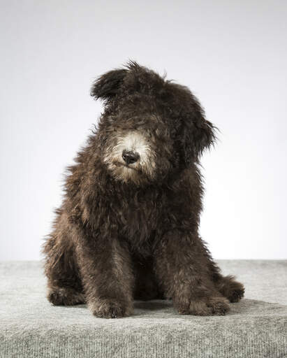 Ein ungarischer pumi mit einem dicken, flauschigen fell