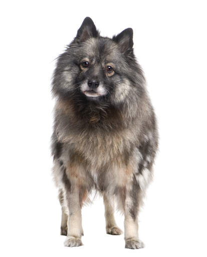 Ein junger keeshond, der aufrecht steht und seine spitzen ohren und sein weiches, dichtes fell zur schau stellt