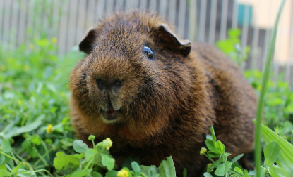 Meerschweinchen frisst gras im auslauf