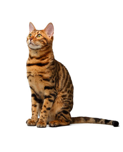 Eine schöne bengalkatze mit brillanter zeichnung