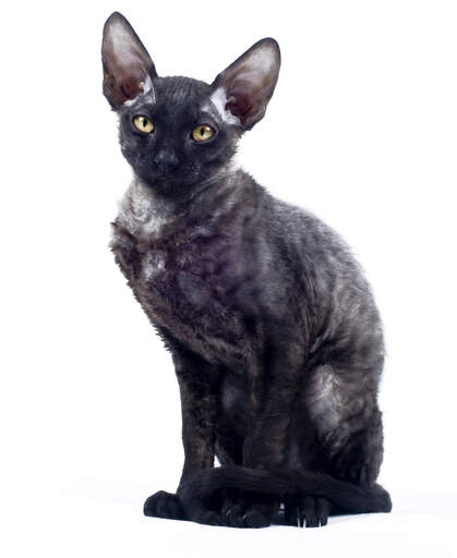 Eine schwarze cornish rex mit schönen großen ohren