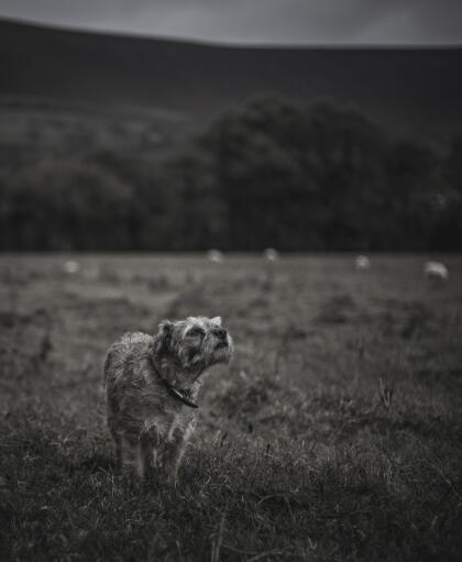 Ein liebenswerter border terrier, der eine fährte erschnüffelt