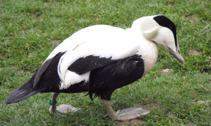 Ente im gras