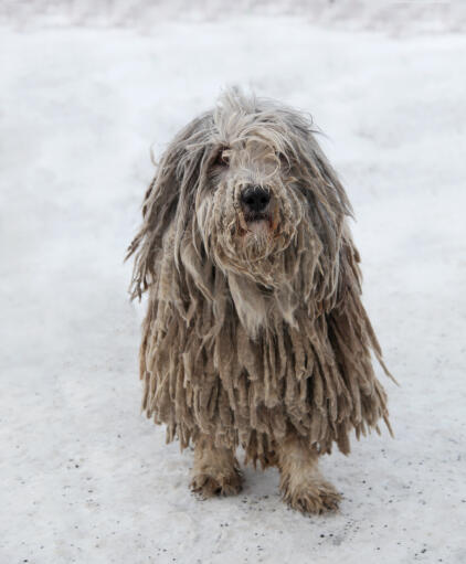 Ein komondor mit einem wundervollen langen fell, der im garten spielt Snow