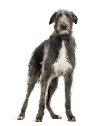Ein gesunder junger erwachsener scottish deerhound mit typisch grau-weißem fell