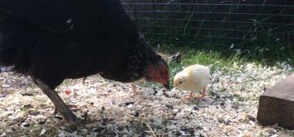 Das Beste, was Sie jemals sehen werden, wenn Sie Hühner halten, ist die Bindung zwischen einer Mutterhenne und ihren Küken.
