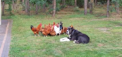Ein großer schwarz-weißer hund, umgeben von einer hühnerschar